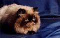 Gato persa
