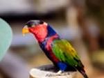 Aves