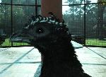 Aves