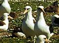 Albatrozes de Laysan