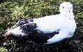Albatroz viageiro