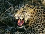 Leopardo <i>(Panthera pardus)</i>