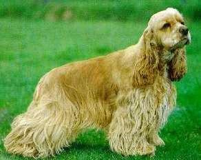American Cocker Spaniel