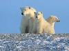 Urso-polar <i>(Ursus maritimus) </i>