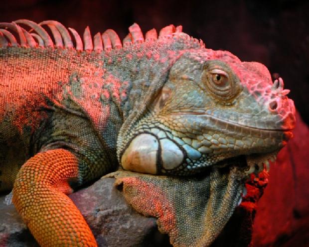 Iguana