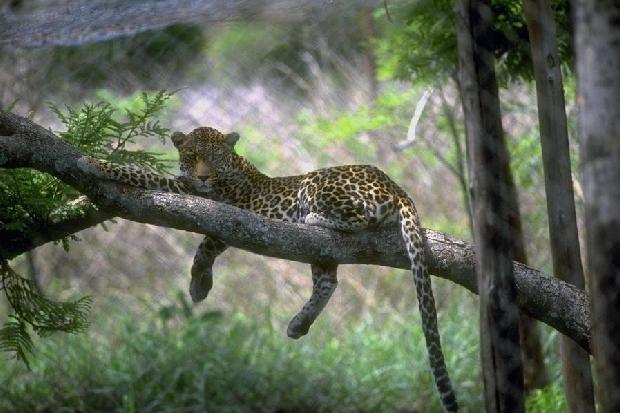 Leopardo