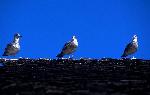 Aves