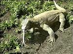 Dragões de Komodo reproduzem-se sem necessidade de parceiro