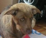 Cães