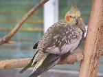 Aves