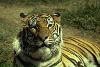 Tigres soltos geram pânico em zoo