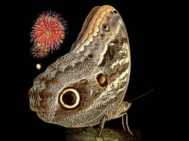 Borboleta