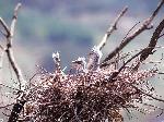 Aves