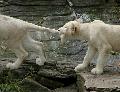 Leões brancos