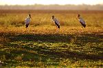 Aves
