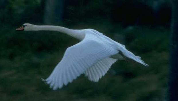 Cisne