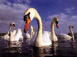 Aves