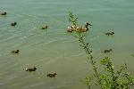 Aves