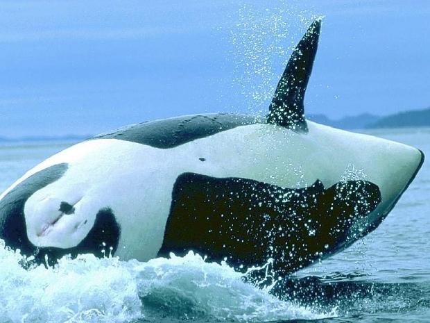 Orca