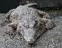 Crocodilo-africano-focinho-comprido