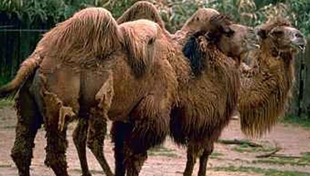 Camelos