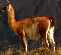 Guanaco