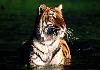 Cientistas apresentam projecto para salvar tigres
