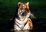 Tigre <i>(Panthera tigris)</i>
