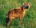 Hiena