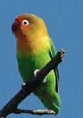 Agapornis
