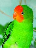 Agapornis