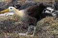 Albatroz das Galápagos
