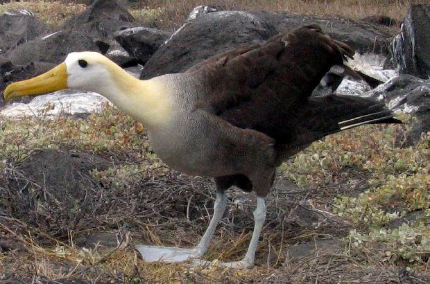 Albatroz das Galápagos