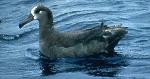 Albatroz-de-pés-negros