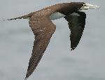 Aves