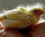 Aves