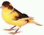 Aves