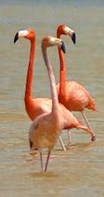 Flamingo-comum