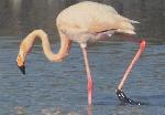 Aves