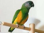 Aves