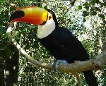 Aves