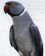 Aves