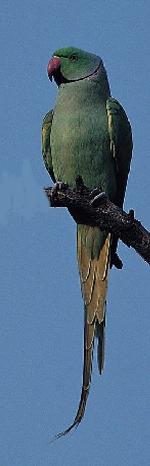Aves