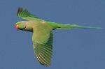 Aves
