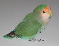 Agapornis