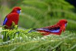 Aves