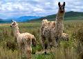 Lamas