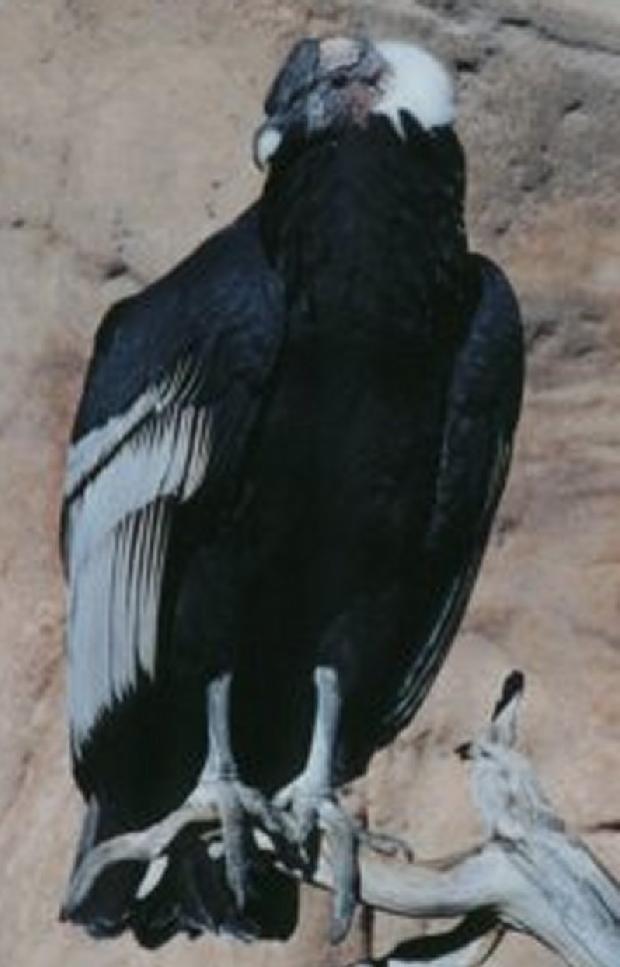 Condor