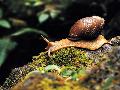 Caracol