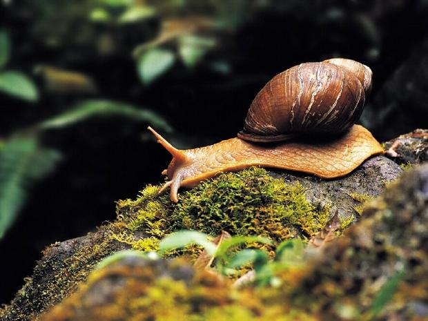 Caracol